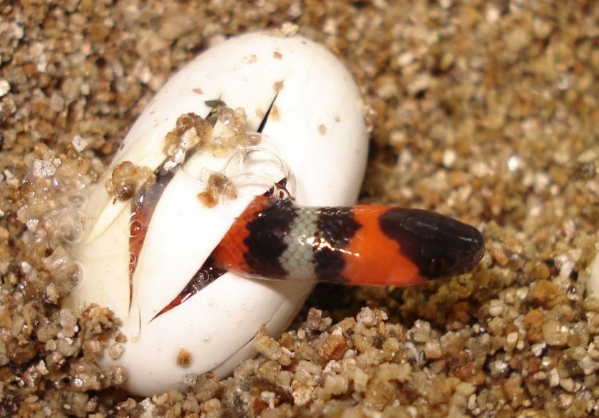 Коралловая змея Коралловая змея