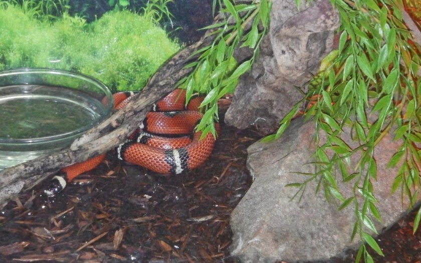 Коралловая змея Коралловая змея