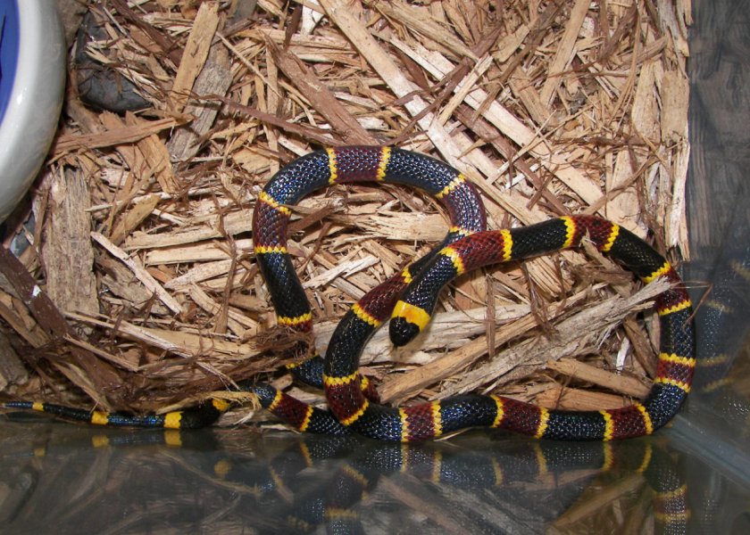 Коралловая змея Коралловая змея