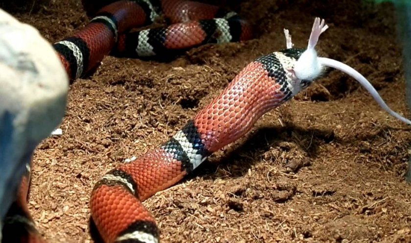 Коралловая змея Коралловая змея