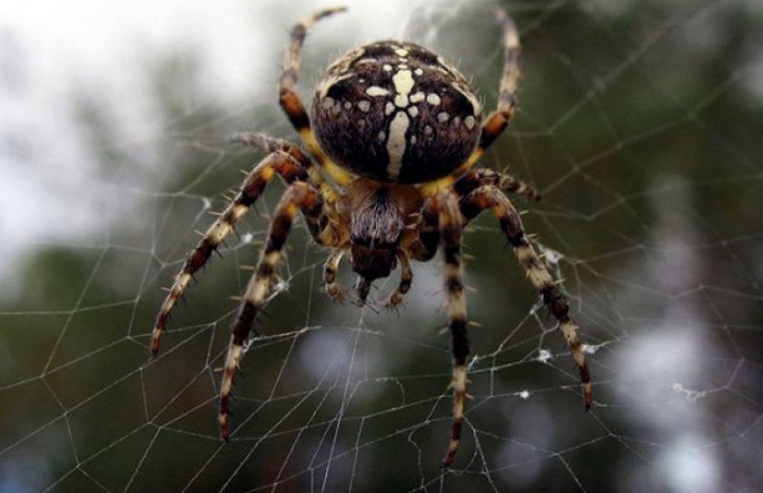 Паук крестовик