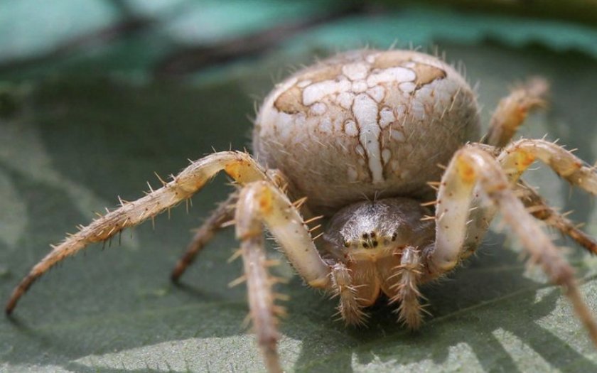 Паук-крестовик