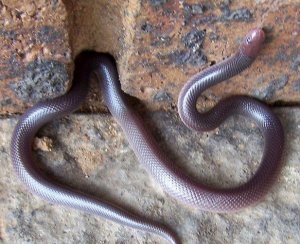 Шпильковая змея