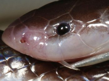 Шпильковая змея: как выглядит, где встречается, чем опасна