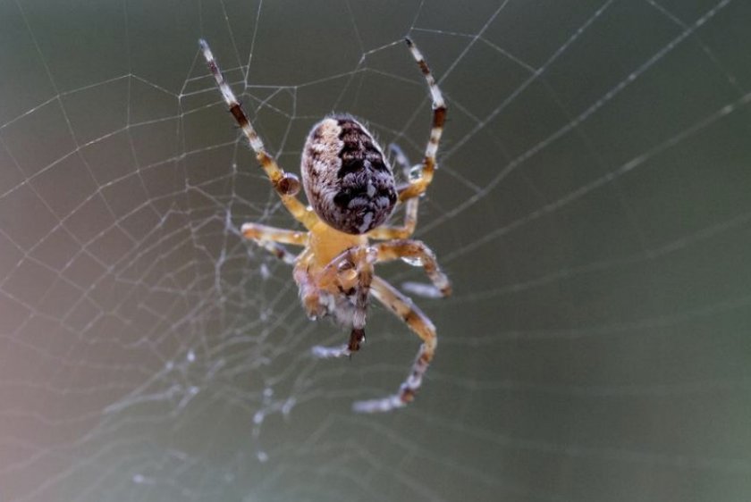 Паук-крестовик