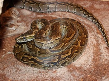Иероглифовый, или скальный питон: как выглядит, где обитает, чем кормить в домашних условиях