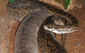 Иероглифовый питон