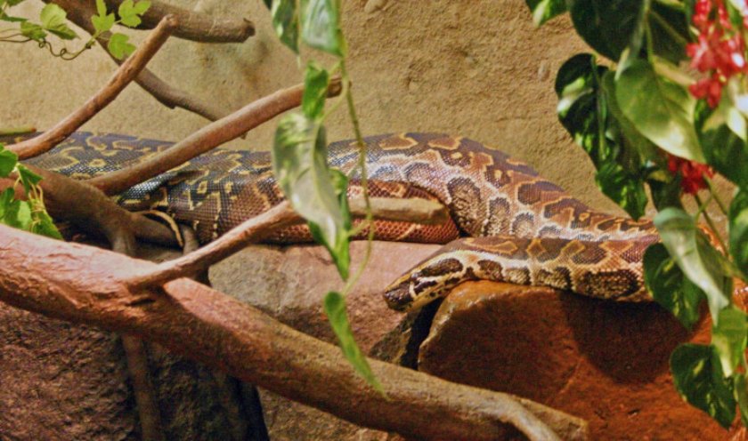 Иероглифовый питон