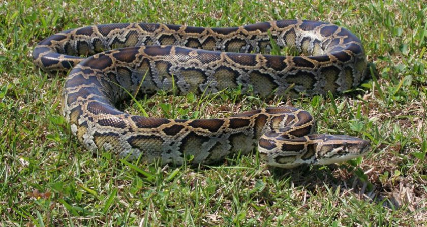 Иероглифовый питон