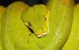 Зелёный древесный питон