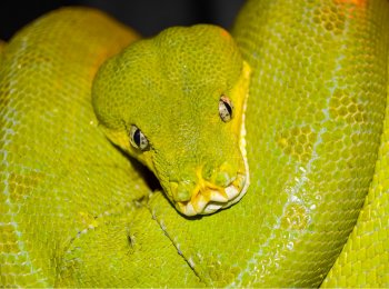 Зелёный питон: как выглядит, где встречается, как ухаживать в домашних условиях