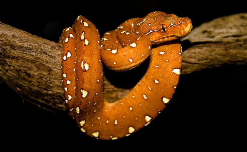 Зелёный древесный питон