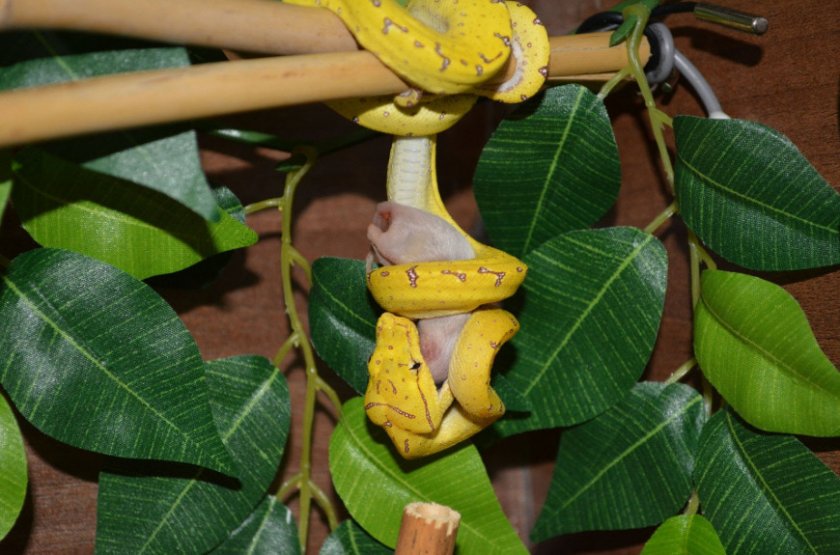 Зелёный древесный питон