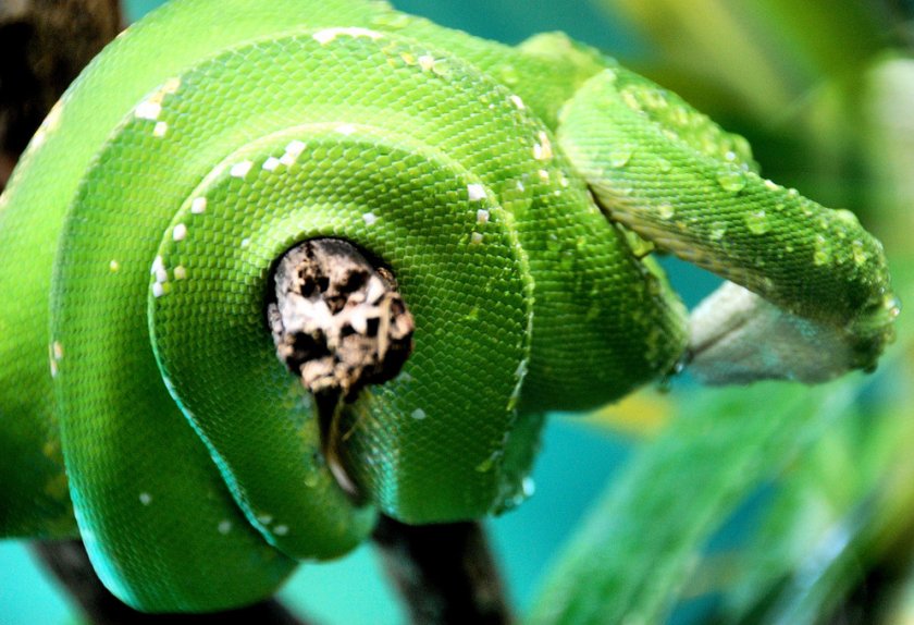 Зелёный древесный питон