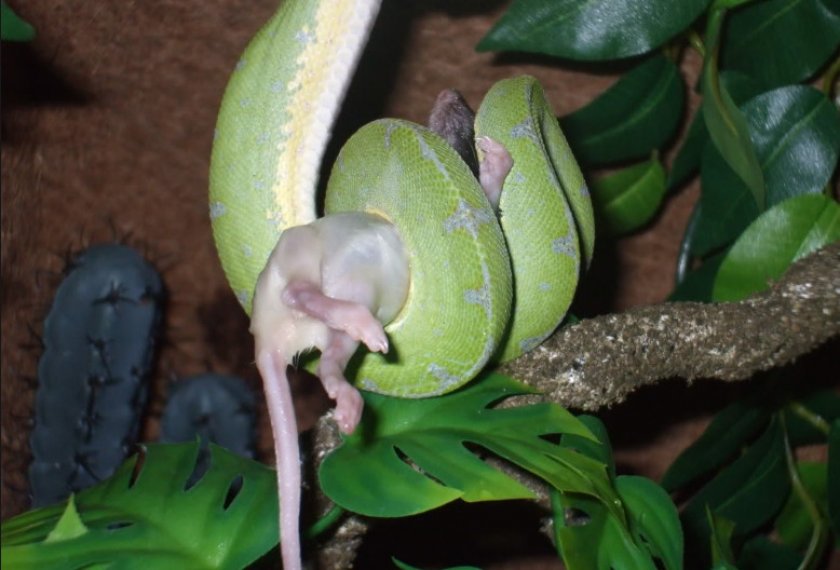 Зелёный древесный питон