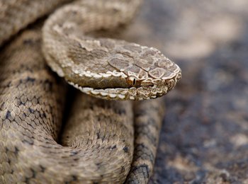 Щитомордник: фото и описание, ядовитый или нет, содержание в домашних условиях