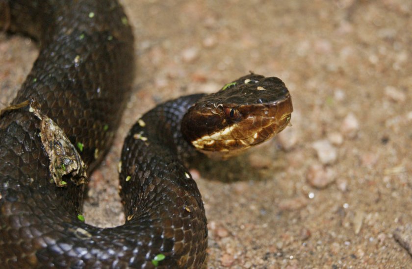 Водяной щитомордник Водяной щитомордник