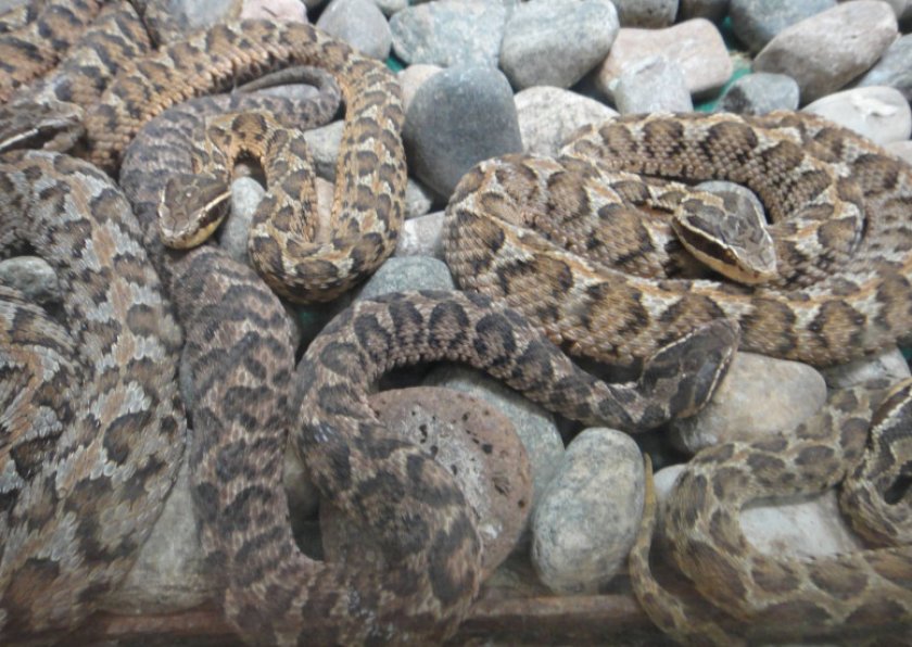 Каменистый щитомордник Каменистый щитомордник