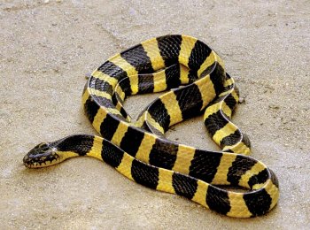 Крайты: опасные и ядовитые змеи