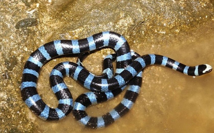 Голубой бунгарус