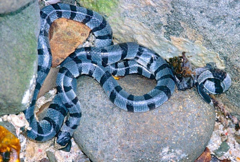 Малайский синий крайт