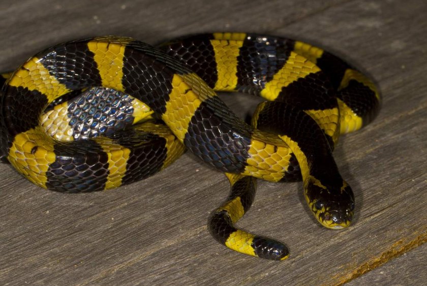 Ленточный крайт