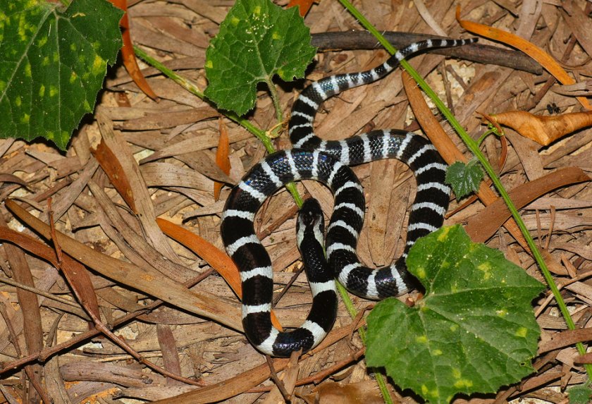 Южнокитайский многополосый