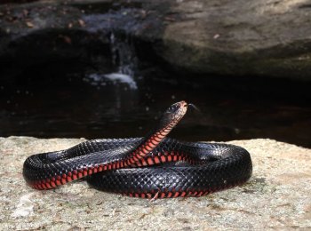 Чёрная змея, или чёрная ехидна змея