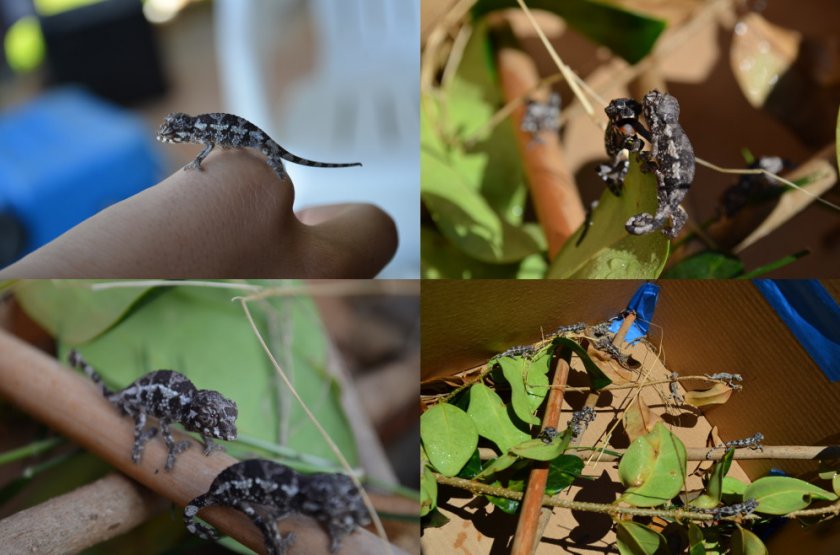 Хамелеон Джексона, малыши Хамелеон Джексона, малыши