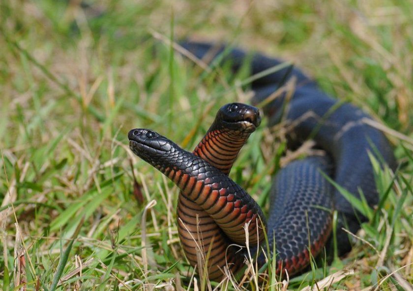 Ехидны змеи. Черная ехидна змея. Краснобрюхий Аспид. Ехидна ядовитая змея. Австралийская ехидна змея.