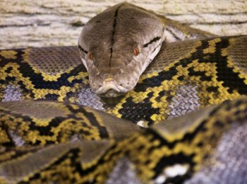 10 самых больших змей на планете