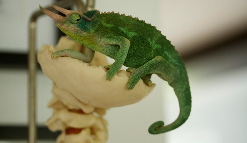 Хамелеон Джексона