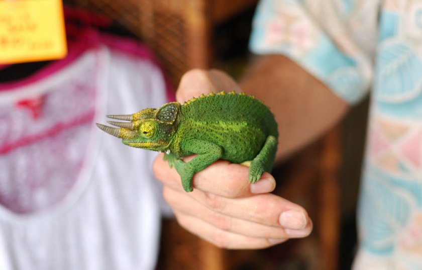 Хамелеон Джексона