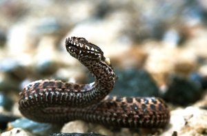 Кавказская гадюка