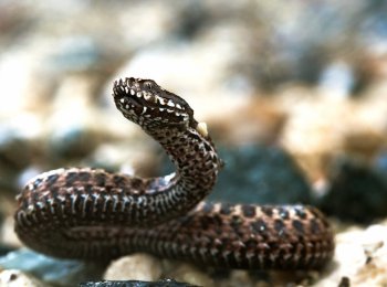 Кавказская гадюка: как выглядит, ядовитая или нет