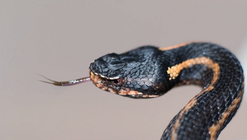 Кавказская гадюка