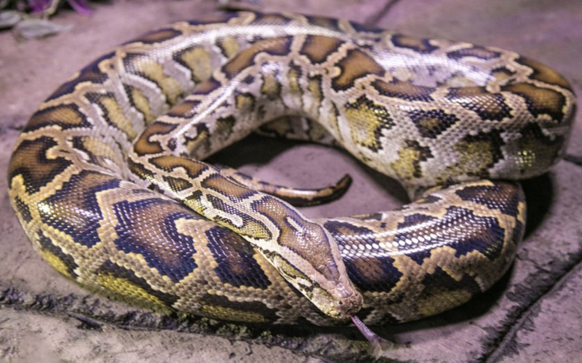 Светлый тигровый питон