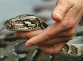 Каких змей можно держать дома: особенности поведения, уход и кормление, меры предосторожности