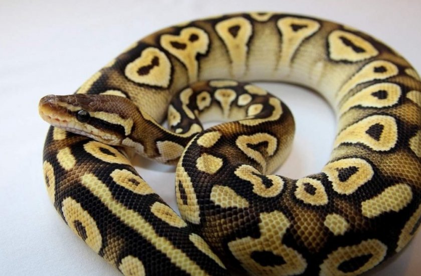 Королевский питон Королевский питон