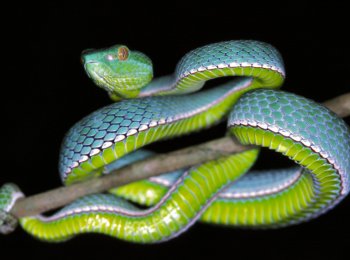 Какие змеи водятся в Тайланде