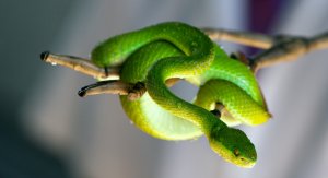 Змеи Тайланда