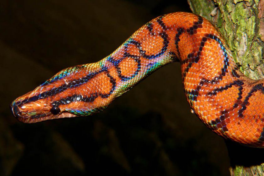 Радужный удав Радужный удав