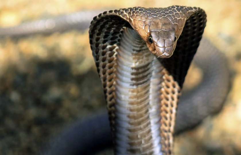 Королевская кобра