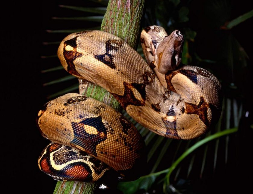 Императорский удав Императорский удав