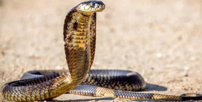 Королевская кобра