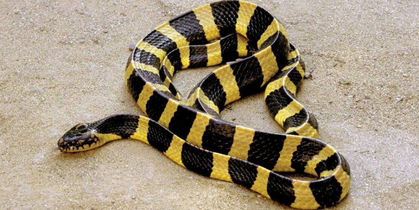 Крайт ленточный