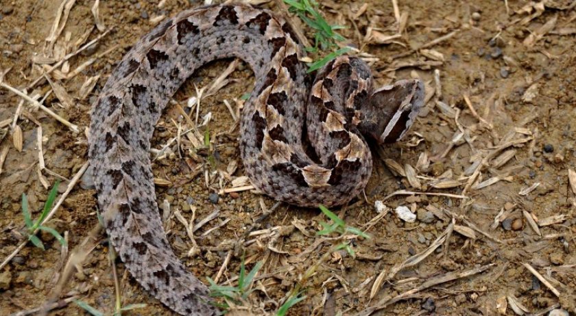 Малайский щитомордник