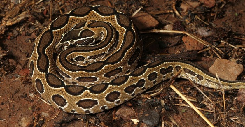 Цепочная гадюка