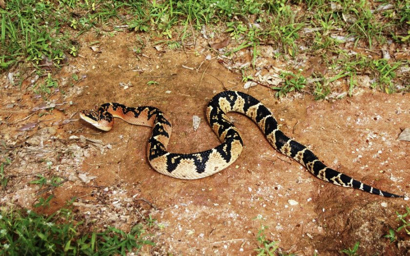 Бушмейстер