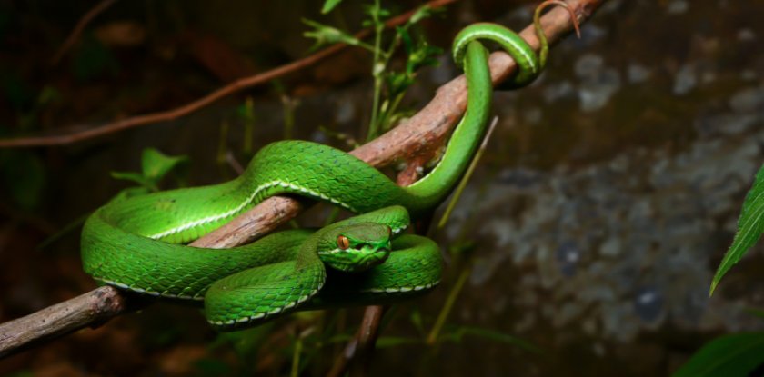 Белогубая куфия